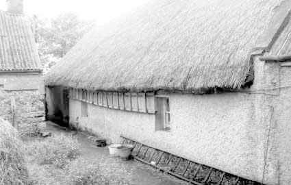 Pic of thatching