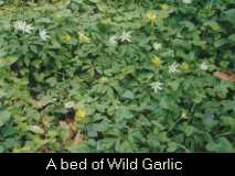 Image Bed of Wild Garlic