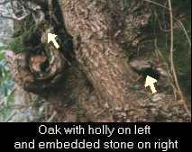Detail Oak Tree
