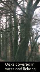 Image Oak Trees
