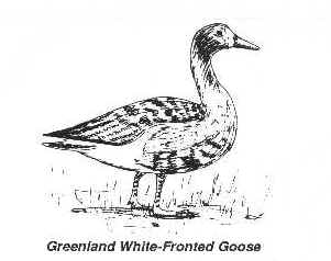 Greenland White-Fronted Goose - One of the many birds on Lough Lurgeen