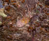 Tangle Weed Kelp,jpg