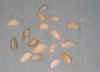 Banded wedge shells