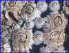 Acorm Barnacles made up of plates