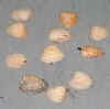 Cockles