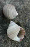Periwinkles
