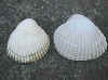 Cockles