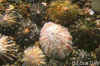 Limpets