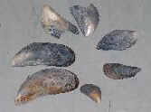 mussels