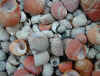 Periwinkles