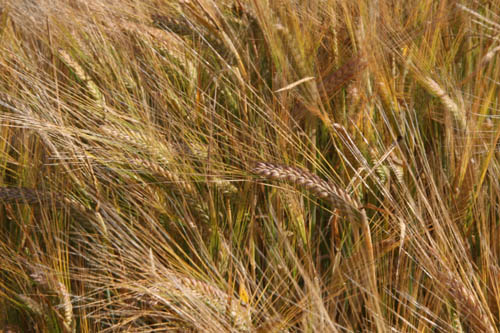 Barley july 06 (5)