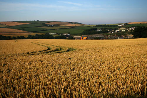 Barley july 06 (9)