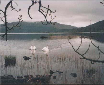 Swans on Lough Gill