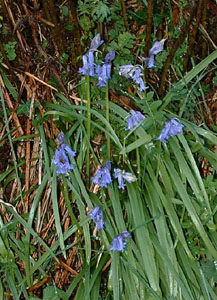 Bluebell