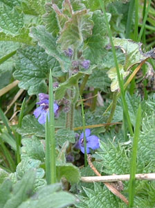 Bugle