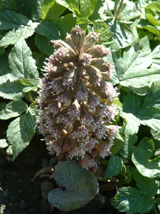 Butterbur
