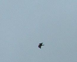 buzzard