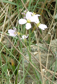 cuckoo flower