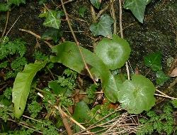Navelwort
