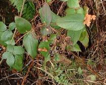 Tutsan Berries