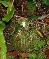 Early Primrose
