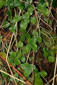 Barren Strawberry