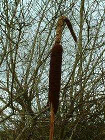 Reedmace