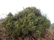 Gorse
