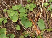 Sorrel