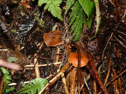 mushroom