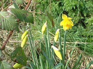 daffodils