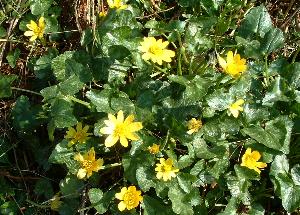 celandines