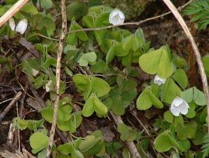 shamrock