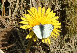 Small White