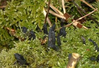 Black fungus