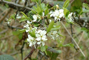Blackthorn