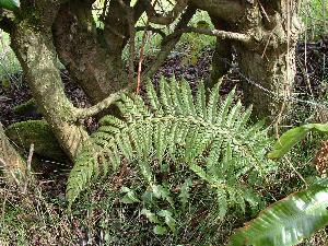 Bracken
