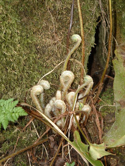 fern