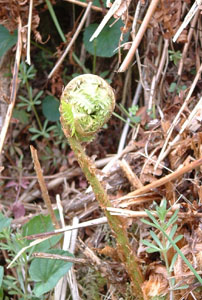 Bracken