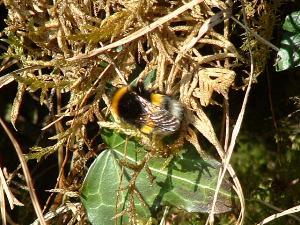 bombus