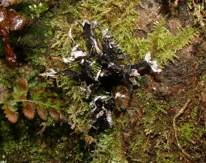 fungus