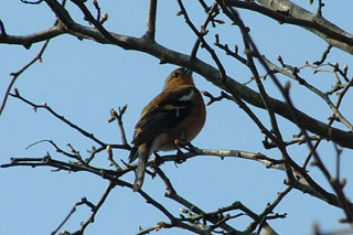 cock chaffinch