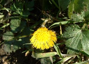 coltsfoot