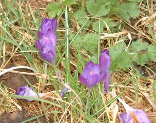 crocus