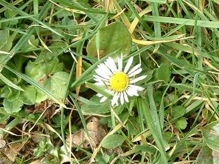 daisy