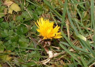 Dandylion