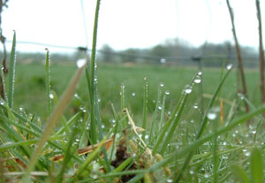 Dew