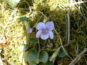 dog violet