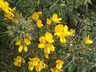 gorse