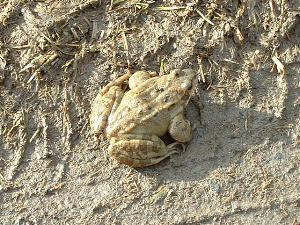 green frog